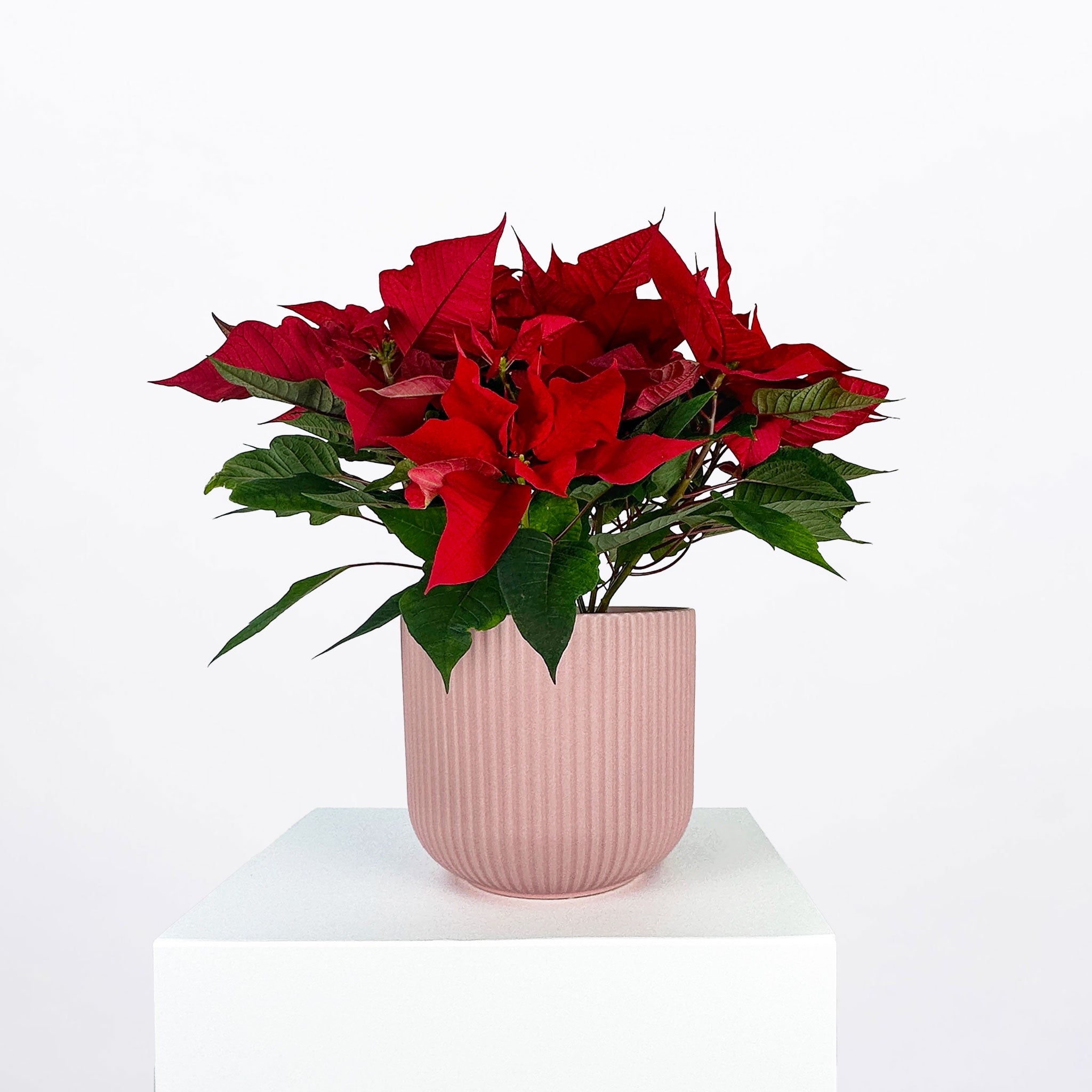 POINSETTIA: Ceramic Pot | Dusty Pink