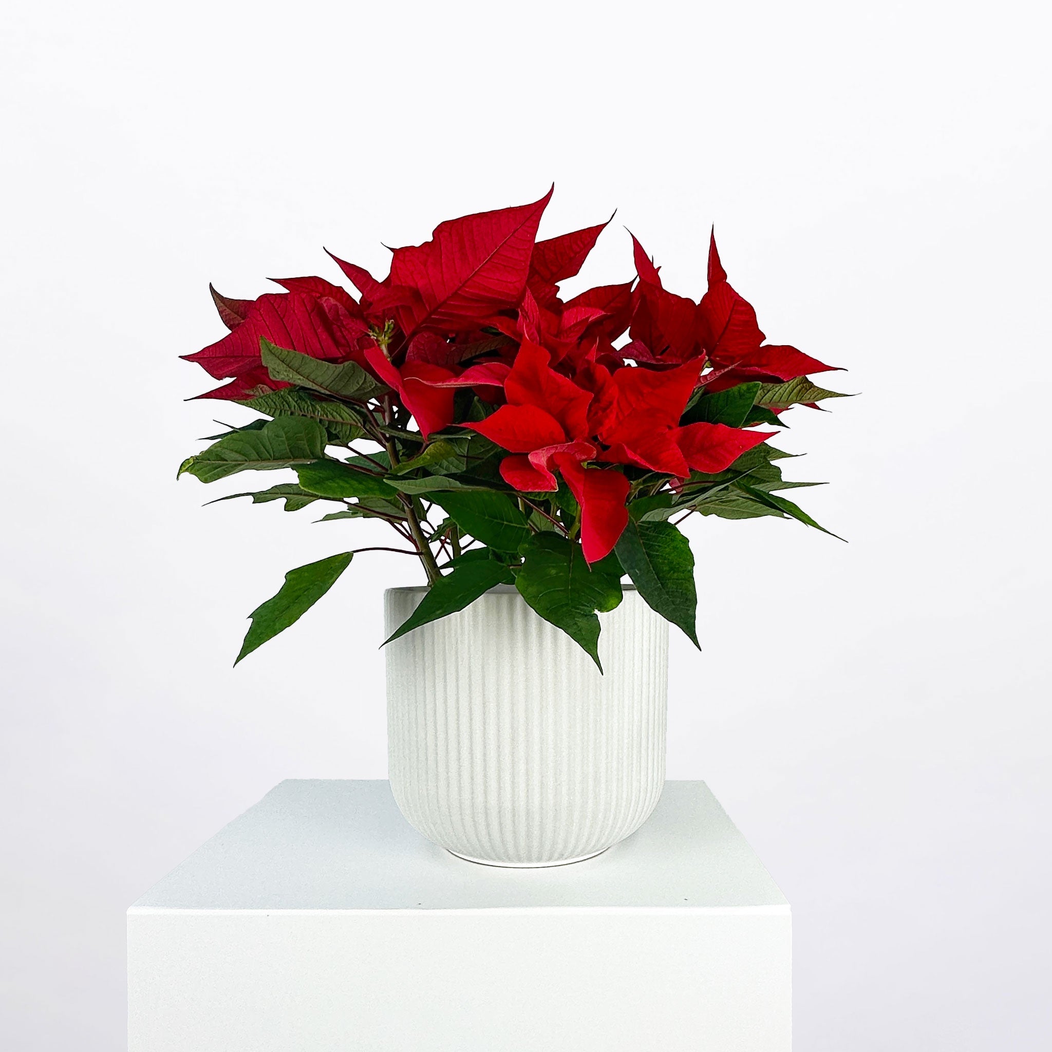 POINSETTIA: Ceramic Pot | White