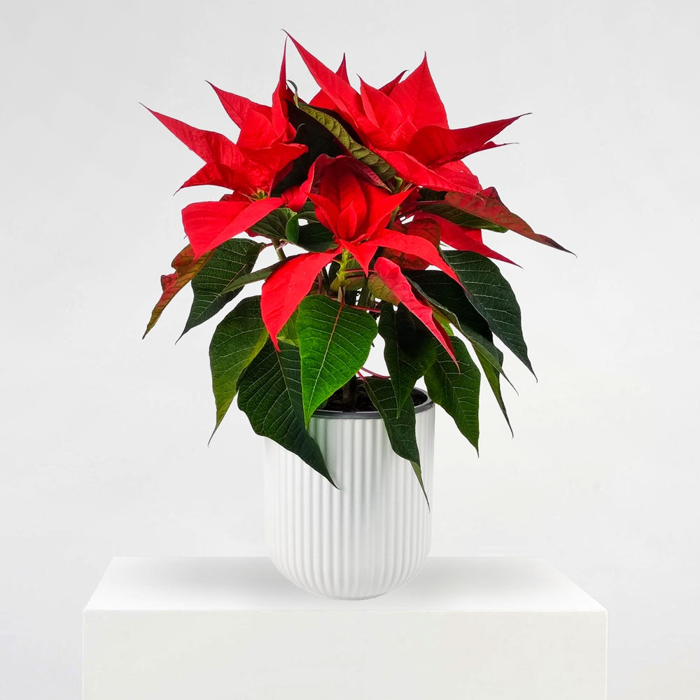 POINSETTIA: Ceramic Pot | Small