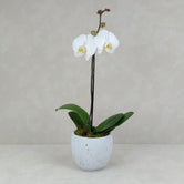 POTTED ORCHID CEMENT POT