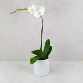 POTTED ORCHID CERAMIC POT