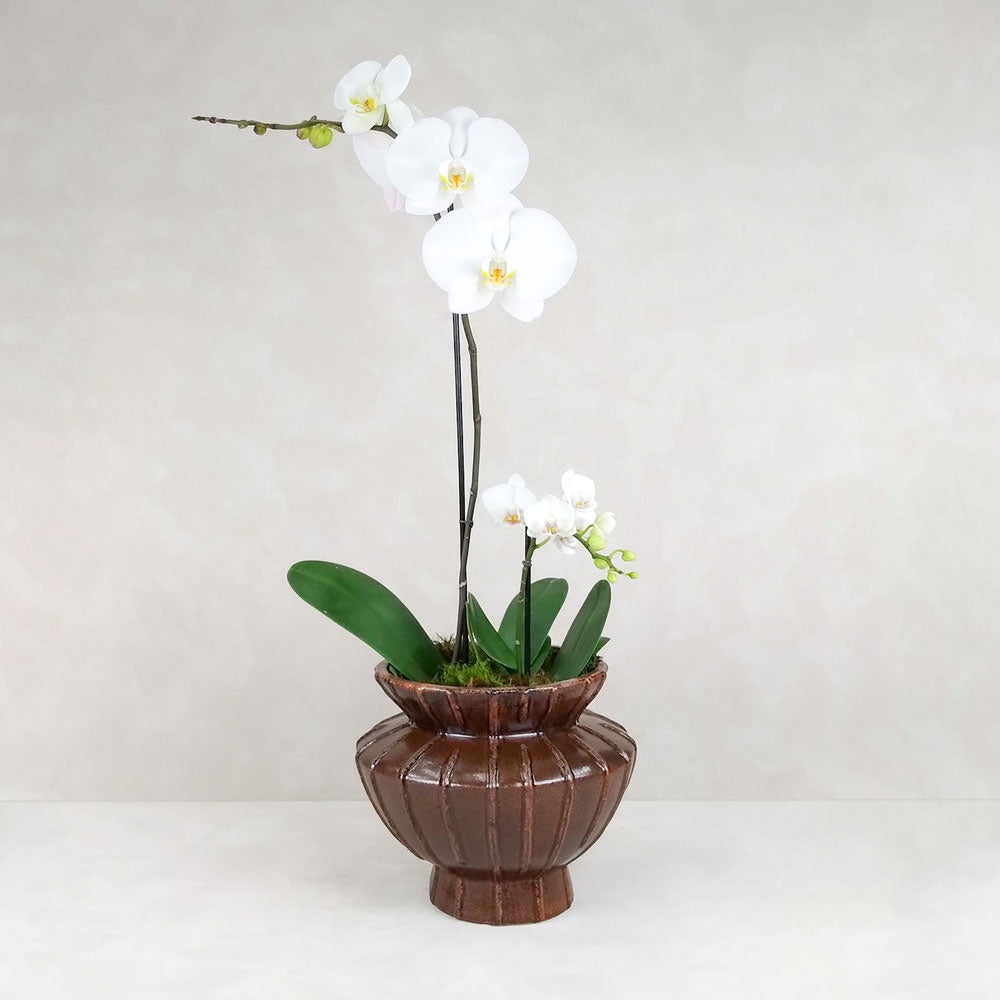 POTTED ORCHID FORTE POT: Chocolate