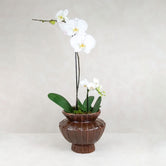 POTTED ORCHID FORTE POT: Chocolate