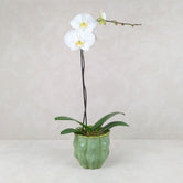 POTTED ORCHID PETAL POT: Basil
