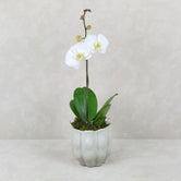 POTTED ORCHID PETAL POT: Bone
