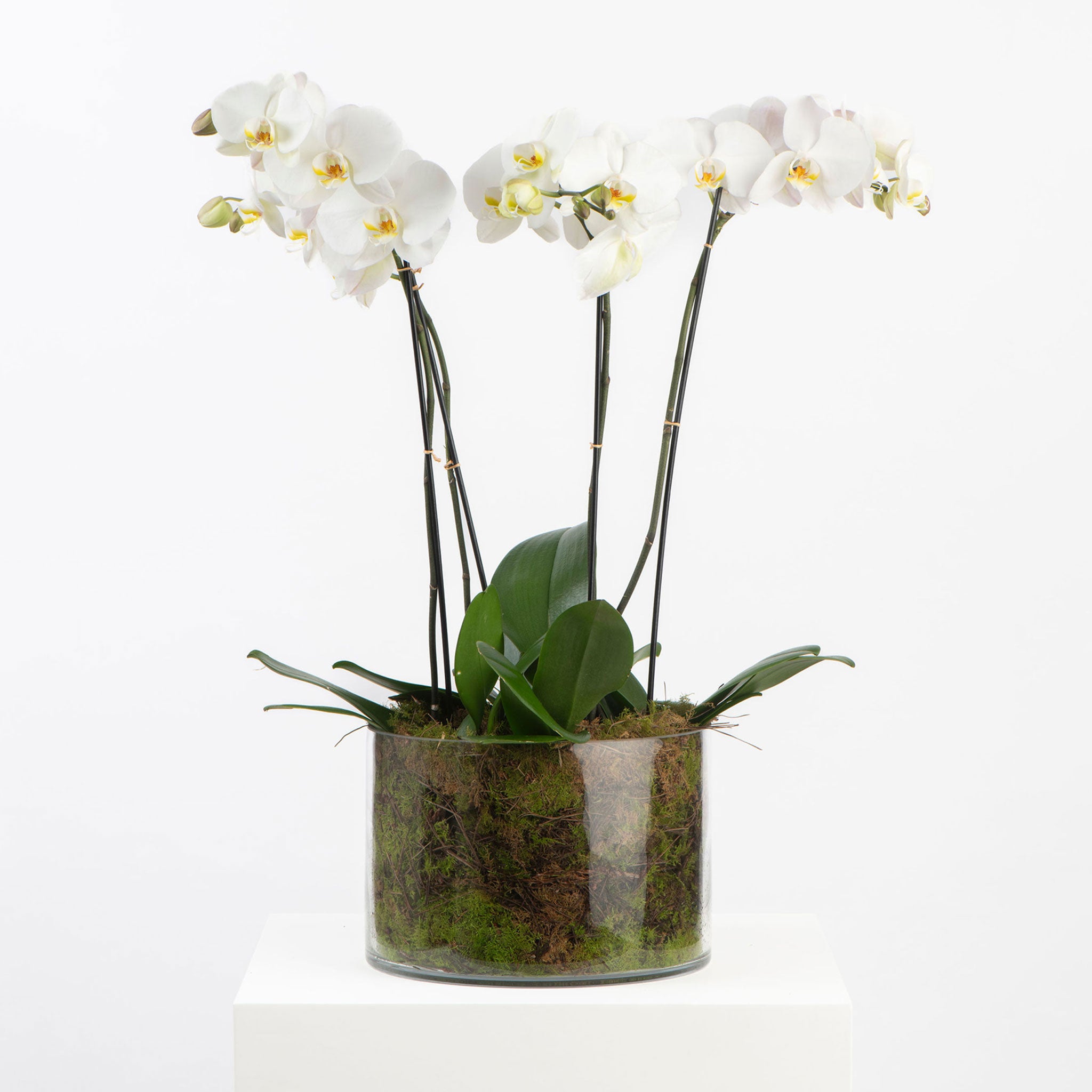 POTTED ORCHIDS IN GLASS