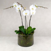 POTTED ORCHIDS IN GLASS