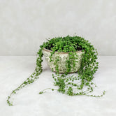 STRING OF PEARLS PLANTER: Green