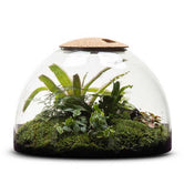 LULU & ANGEL: Rainforest Conservatory Terrarium