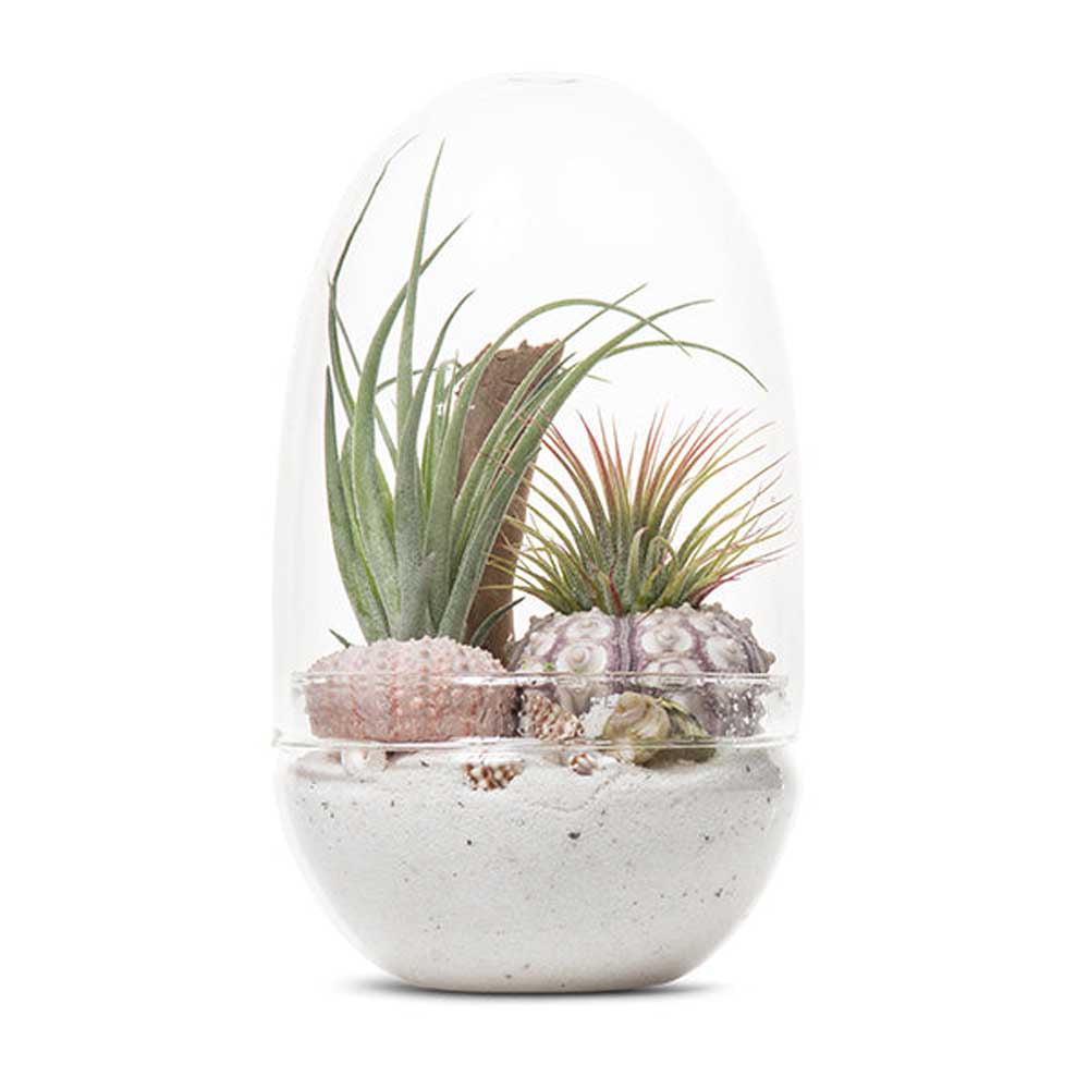 LULU & ANGEL: Seascape Egg Terrarium