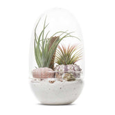 LULU & ANGEL: Seascape Egg Terrarium