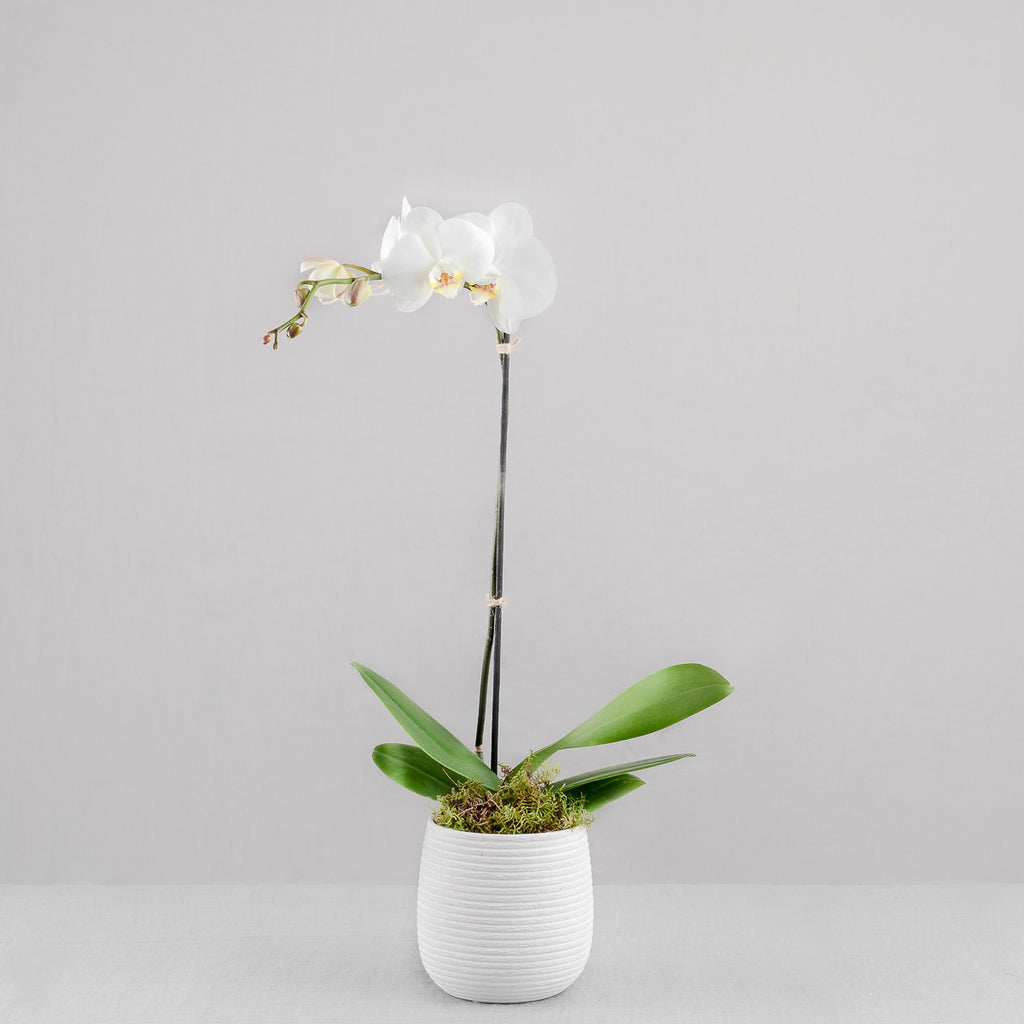 POTTED ORCHID IN CERAMIC