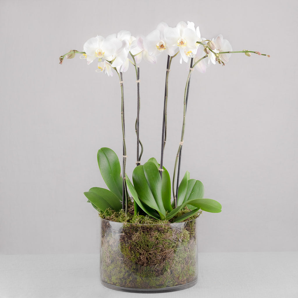 POTTED ORCHIDS IN GLASS