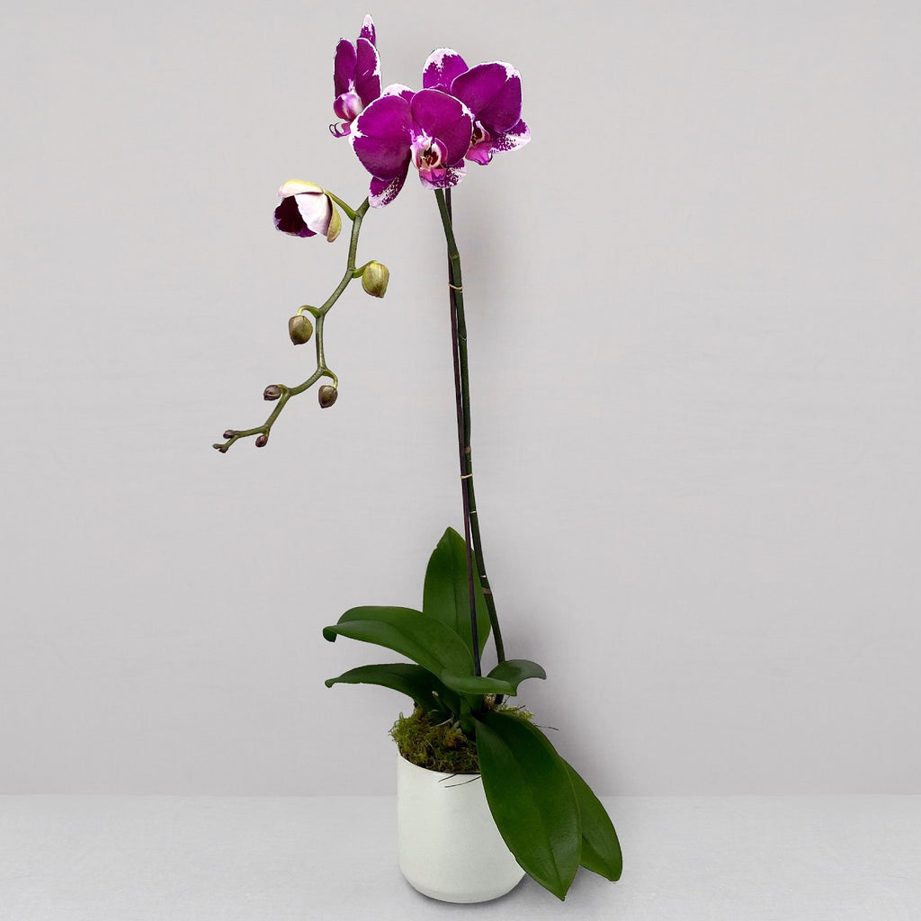 POTTED ORCHID IN CERAMIC: Florist Choice
