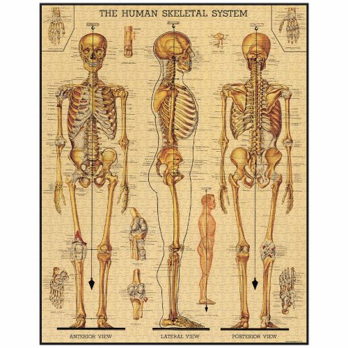 CAVALLINI & CO: Vintage Puzzle | Skeletal System